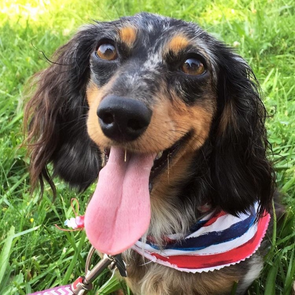 Meet your Posher, Bella